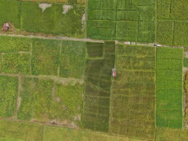 Kuching, Sarawak / Malezya - 11 Şubat 2020: Çiftçilerin çalıştığı bir çeltik tarlasının yukarıdan aşağı havadan görünüşü. Skuduk Köyü, Sarawak, Malezya. Bir çeltik tarlası, kulübeler, ağaçlar ve çiftçilerin genel manzarası..