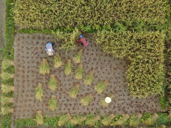 2012 Sarawak Malaysia February 2020 Top Air View Paddy Field — 스톡 사진