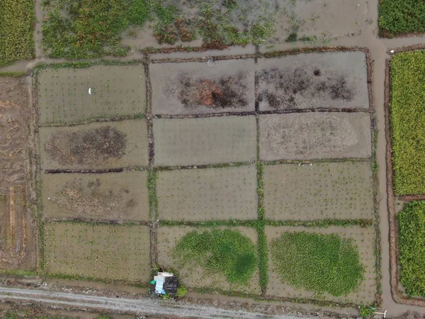 Kuching Sarawak Malaysia February 2020 Top Aerial View Paddy Field — Stock Photo, Image