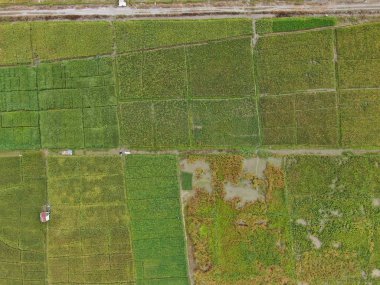 Kuching, Sarawak / Malezya - 11 Şubat 2020: Çiftçilerin çalıştığı bir çeltik tarlasının yukarıdan aşağı havadan görünüşü. Skuduk Köyü, Sarawak, Malezya. Bir çeltik tarlası, kulübeler, ağaçlar ve çiftçilerin genel manzarası..