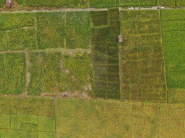 Kuching, Sarawak / Malezya - 11 Şubat 2020: Çiftçilerin çalıştığı bir çeltik tarlasının yukarıdan aşağı havadan görünüşü. Skuduk Köyü, Sarawak, Malezya. Bir çeltik tarlası, kulübeler, ağaçlar ve çiftçilerin genel manzarası..