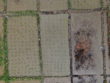 Kuching, Sarawak / Malezya - 11 Şubat 2020: Çiftçilerin çalıştığı bir çeltik tarlasının yukarıdan aşağı havadan görünüşü. Skuduk Köyü, Sarawak, Malezya. Bir çeltik tarlası, kulübeler, ağaçlar ve çiftçilerin genel manzarası..