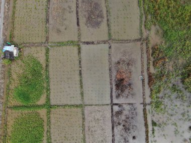 Kuching, Sarawak / Malezya - 11 Şubat 2020: Çiftçilerin çalıştığı bir çeltik tarlasının yukarıdan aşağı havadan görünüşü. Skuduk Köyü, Sarawak, Malezya. Bir çeltik tarlası, kulübeler, ağaçlar ve çiftçilerin genel manzarası..