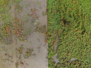 Kuching, Sarawak / Malezya - 11 Şubat 2020: Çiftçilerin çalıştığı bir çeltik tarlasının yukarıdan aşağı havadan görünüşü. Skuduk Köyü, Sarawak, Malezya. Bir çeltik tarlası, kulübeler, ağaçlar ve çiftçilerin genel manzarası..