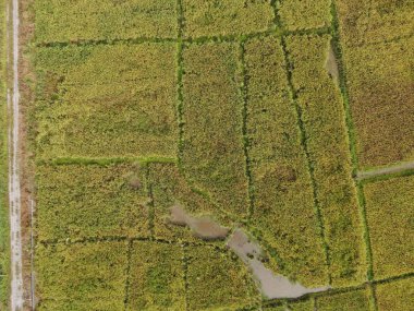 Kuching, Sarawak / Malezya - 11 Şubat 2020: Çiftçilerin çalıştığı bir çeltik tarlasının yukarıdan aşağı havadan görünüşü. Skuduk Köyü, Sarawak, Malezya. Bir çeltik tarlası, kulübeler, ağaçlar ve çiftçilerin genel manzarası..