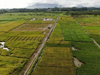 Kuching, Sarawak / Malezya - 11 Şubat 2020: Çiftçilerin çalıştığı bir çeltik tarlasının yukarıdan aşağı havadan görünüşü. Skuduk Köyü, Sarawak, Malezya. Bir çeltik tarlası, kulübeler, ağaçlar ve çiftçilerin genel manzarası..