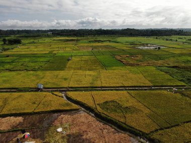 Kuching, Sarawak / Malezya - 11 Şubat 2020: Çiftçilerin çalıştığı bir çeltik tarlasının yukarıdan aşağı havadan görünüşü. Skuduk Köyü, Sarawak, Malezya. Bir çeltik tarlası, kulübeler, ağaçlar ve çiftçilerin genel manzarası..