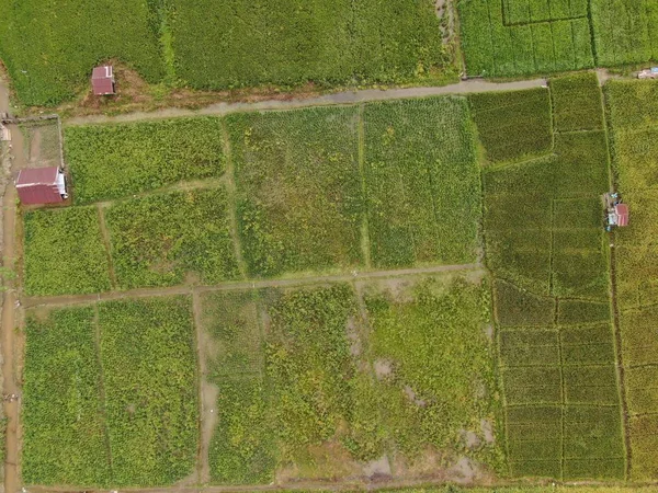 Kuching Sarawak Malaysia Februar 2020 Luftaufnahme Eines Reisfeldes Mit Bauern — Stockfoto