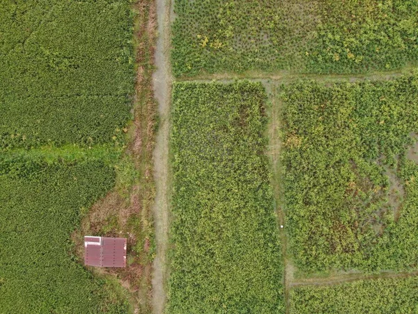 2012 Sarawak Malaysia February 2020 Top Air View Paddy Field — 스톡 사진