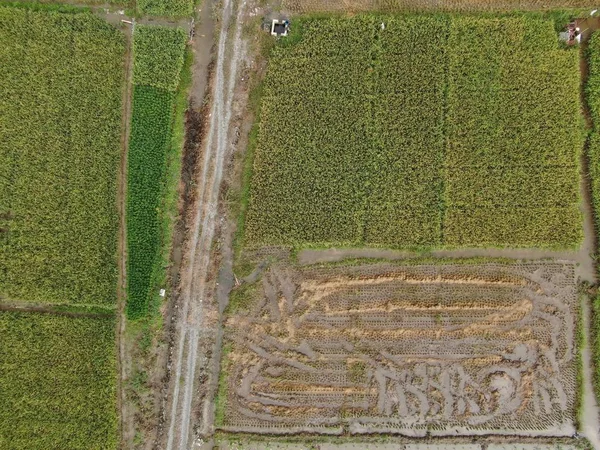 クチン サラワク マレーシア 2020年2月11日 作業中の農民と水田の空中ビューのトップダウン マレーシアのサラワク州スクドゥク村に位置し 農家の一般的な風景 — ストック写真