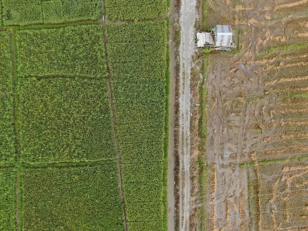 クチン サラワク マレーシア 2020年2月11日 作業中の農民と水田の空中ビューのトップダウン マレーシアのサラワク州スクドゥク村に位置し 農家の一般的な風景 — ストック写真