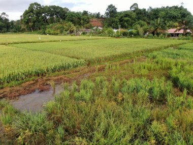 Kuching, Sarawak / Malezya - 11 Şubat 2020: Çiftçilerin çalıştığı bir çeltik tarlasının yukarıdan aşağı havadan görünüşü. Skuduk Köyü, Sarawak, Malezya. Bir çeltik tarlası, kulübeler, ağaçlar ve çiftçilerin genel manzarası..