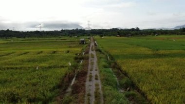Kuching, Sarawak / Malezya - 11 Şubat 2020: Çiftçilerin çalıştığı bir çeltik tarlasının yukarıdan aşağı havadan görünüşü. Skuduk Köyü, Sarawak, Malezya. Bir çeltik tarlası, kulübeler, ağaçlar ve çiftçilerin genel manzarası..
