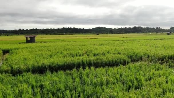 クチン サラワク マレーシア 2020年2月11日 作業中の農民と水田の空中ビューのトップダウン マレーシアのサラワク州スクドゥク村に位置し 農家の一般的な風景 — ストック動画