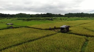 Kuching, Sarawak / Malezya - 11 Şubat 2020: Çiftçilerin çalıştığı bir çeltik tarlasının yukarıdan aşağı havadan görünüşü. Skuduk Köyü, Sarawak, Malezya. Bir çeltik tarlası, kulübeler, ağaçlar ve çiftçilerin genel manzarası..