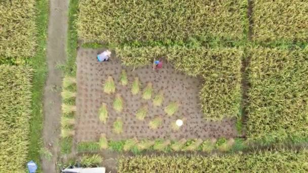 Kuching, Sarawak / Malaisie - 11 février 2020 : Vue aérienne de haut en bas d'une rizière avec des agriculteurs au travail. Situé dans le village de Skuduk, Sarawak, Malaisie.Paysage général d'une rizière, cabanes, arbres et agriculteurs .