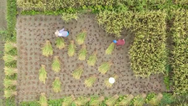 クチン サラワク マレーシア 2020年2月11日 作業中の農民と水田の空中ビューのトップダウン マレーシアのサラワク州スクドゥク村に位置し 農家の一般的な風景 — ストック動画