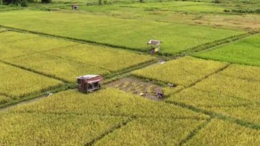 Kuching, Sarawak / Malezya - 11 Şubat 2020: Çiftçilerin çalıştığı bir çeltik tarlasının yukarıdan aşağı havadan görünüşü. Skuduk Köyü, Sarawak, Malezya. Bir çeltik tarlası, kulübeler, ağaçlar ve çiftçilerin genel manzarası..