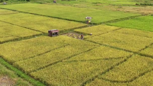 Kuching Sarawak Malaysia February 2020 Top Aerial View Paddy Field — Stock Video