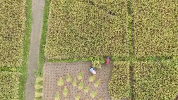 Kuching Sarawak Malaysia February 2020 Top Aerial View Paddy Field — Stock Video