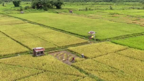 Kuching Sarawak Malezya Şubat 2020 Çiftçilerin Çalıştığı Bir Çeltik Tarlasının — Stok video