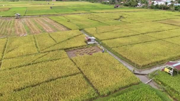 Kuching, Sarawak / Malaisie - 11 février 2020 : Vue aérienne de haut en bas d'une rizière avec des agriculteurs au travail. Situé dans le village de Skuduk, Sarawak, Malaisie.Paysage général d'une rizière, cabanes, arbres et agriculteurs .