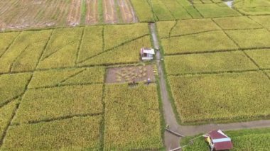 Kuching, Sarawak / Malezya - 11 Şubat 2020: Çiftçilerin çalıştığı bir çeltik tarlasının yukarıdan aşağı havadan görünüşü. Skuduk Köyü, Sarawak, Malezya. Bir çeltik tarlası, kulübeler, ağaçlar ve çiftçilerin genel manzarası..