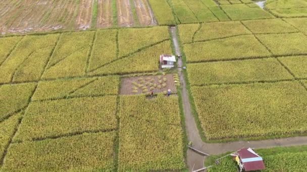 Kuching Sarawak Malaysia February 2020 Top Aerial View Paddy Field — Stock Video