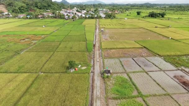 クチン サラワク マレーシア 2020年2月11日 作業中の農民と水田の空中ビューのトップダウン マレーシアのサラワク州スクドゥク村に位置し 農家の一般的な風景 — ストック動画