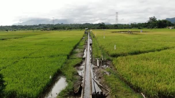 Kuching Sarawak Malaysia February 2020 Top Aerial View Paddy Field — Stock Video