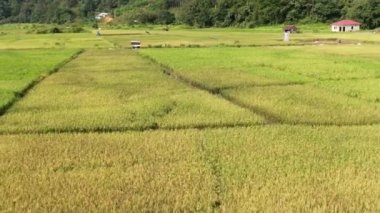 Kuching, Sarawak / Malezya - 11 Şubat 2020: Çiftçilerin çalıştığı bir çeltik tarlasının yukarıdan aşağı havadan görünüşü. Skuduk Köyü, Sarawak, Malezya. Bir çeltik tarlası, kulübeler, ağaçlar ve çiftçilerin genel manzarası..