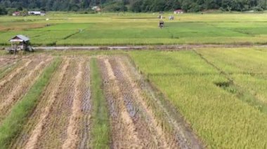 Kuching, Sarawak / Malezya - 11 Şubat 2020: Çiftçilerin çalıştığı bir çeltik tarlasının yukarıdan aşağı havadan görünüşü. Skuduk Köyü, Sarawak, Malezya. Bir çeltik tarlası, kulübeler, ağaçlar ve çiftçilerin genel manzarası..