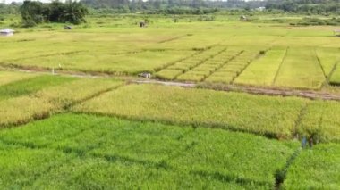 Kuching, Sarawak / Malezya - 11 Şubat 2020: Çiftçilerin çalıştığı bir çeltik tarlasının yukarıdan aşağı havadan görünüşü. Skuduk Köyü, Sarawak, Malezya. Bir çeltik tarlası, kulübeler, ağaçlar ve çiftçilerin genel manzarası..