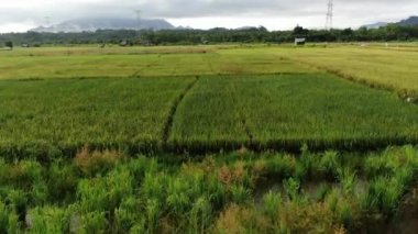 Kuching, Sarawak / Malezya - 11 Şubat 2020: Çiftçilerin çalıştığı bir çeltik tarlasının yukarıdan aşağı havadan görünüşü. Skuduk Köyü, Sarawak, Malezya. Bir çeltik tarlası, kulübeler, ağaçlar ve çiftçilerin genel manzarası..