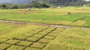 Kuching, Sarawak / Malezya - 11 Şubat 2020: Çiftçilerin çalıştığı bir çeltik tarlasının yukarıdan aşağı havadan görünüşü. Skuduk Köyü, Sarawak, Malezya. Bir çeltik tarlası, kulübeler, ağaçlar ve çiftçilerin genel manzarası..