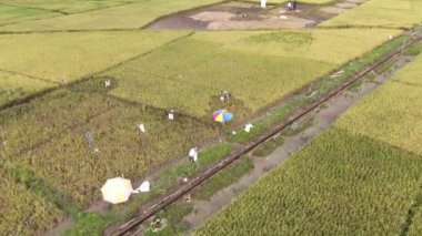 Kuching, Sarawak / Malezya - 11 Şubat 2020: Çiftçilerin çalıştığı bir çeltik tarlasının yukarıdan aşağı havadan görünüşü. Skuduk Köyü, Sarawak, Malezya. Bir çeltik tarlası, kulübeler, ağaçlar ve çiftçilerin genel manzarası..