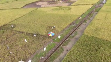 Kuching, Sarawak / Malezya - 11 Şubat 2020: Çiftçilerin çalıştığı bir çeltik tarlasının yukarıdan aşağı havadan görünüşü. Skuduk Köyü, Sarawak, Malezya. Bir çeltik tarlası, kulübeler, ağaçlar ve çiftçilerin genel manzarası..