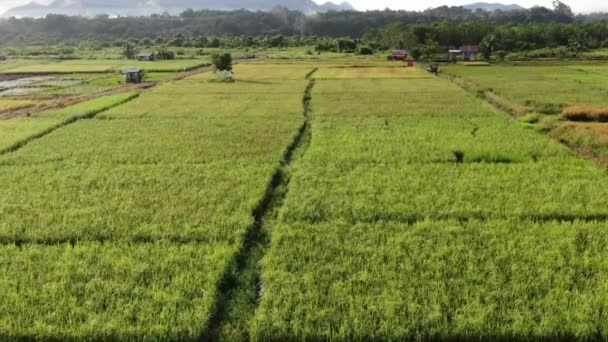 クチン サラワク マレーシア 2020年2月11日 作業中の農民と水田の空中ビューのトップダウン マレーシアのサラワク州スクドゥク村に位置し 農家の一般的な風景 — ストック動画