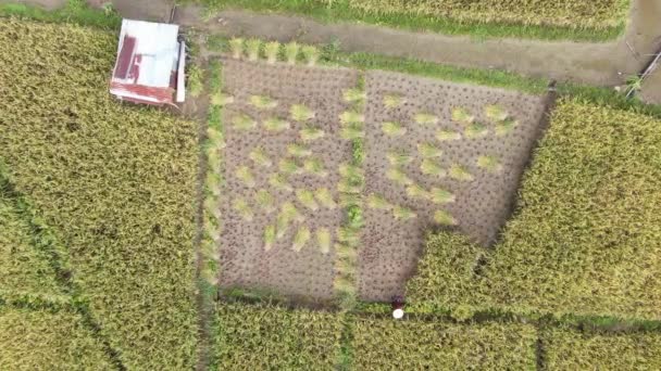Kuching, Sarawak / Malaisie - 11 février 2020 : Vue aérienne de haut en bas d'une rizière avec des agriculteurs au travail. Situé dans le village de Skuduk, Sarawak, Malaisie.Paysage général d'une rizière, cabanes, arbres et agriculteurs .