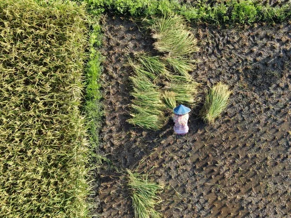 Kuching Sarawak Malaysia Februar 2020 Luftaufnahme Eines Reisfeldes Mit Bauern — Stockfoto
