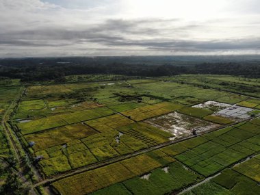 Kuching, Sarawak / Malezya - 11 Şubat 2020: Çiftçilerin çalıştığı bir çeltik tarlasının yukarıdan aşağı havadan görünüşü. Skuduk Köyü, Sarawak, Malezya. Bir çeltik tarlası, kulübeler, ağaçlar ve çiftçilerin genel manzarası..
