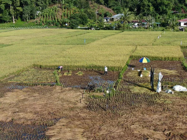 Kuching Sarawak Malezja Lutego 2020 Odgórny Widok Lotu Ptaka Rolnikami — Zdjęcie stockowe