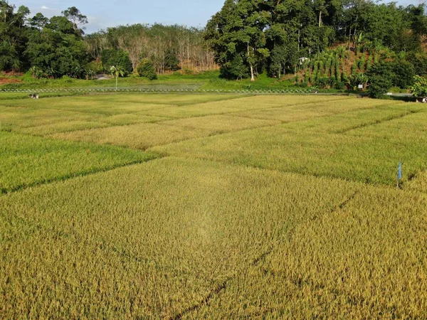 Kuching Sarawak Malezja Lutego 2020 Odgórny Widok Lotu Ptaka Rolnikami — Zdjęcie stockowe