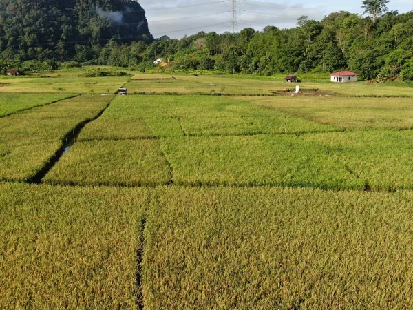 Kuching Sarawak Malezja Lutego 2020 Odgórny Widok Lotu Ptaka Rolnikami — Zdjęcie stockowe