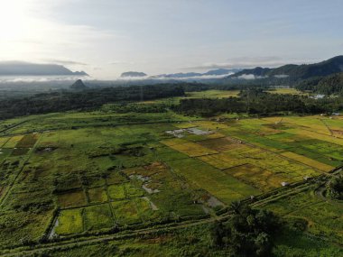 Kuching, Sarawak / Malezya - 11 Şubat 2020: Çiftçilerin çalıştığı bir çeltik tarlasının yukarıdan aşağı havadan görünüşü. Skuduk Köyü, Sarawak, Malezya. Bir çeltik tarlası, kulübeler, ağaçlar ve çiftçilerin genel manzarası..