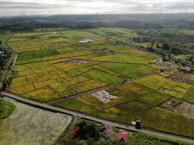 Kuching, Sarawak / Malezya - 11 Şubat 2020: Çiftçilerin çalıştığı bir çeltik tarlasının yukarıdan aşağı havadan görünüşü. Skuduk Köyü, Sarawak, Malezya. Bir çeltik tarlası, kulübeler, ağaçlar ve çiftçilerin genel manzarası..