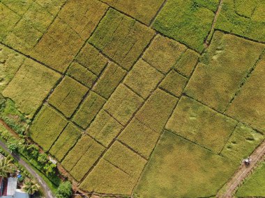 Kuching, Sarawak / Malezya - 11 Şubat 2020: Çiftçilerin çalıştığı bir çeltik tarlasının yukarıdan aşağı havadan görünüşü. Skuduk Köyü, Sarawak, Malezya. Bir çeltik tarlası, kulübeler, ağaçlar ve çiftçilerin genel manzarası..