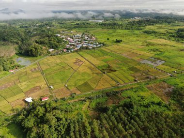Kuching, Sarawak / Malezya - 11 Şubat 2020: Çiftçilerin çalıştığı bir çeltik tarlasının yukarıdan aşağı havadan görünüşü. Skuduk Köyü, Sarawak, Malezya. Bir çeltik tarlası, kulübeler, ağaçlar ve çiftçilerin genel manzarası..