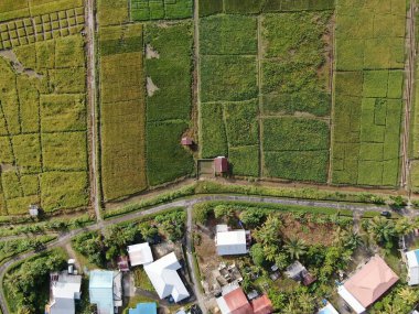 Kuching, Sarawak / Malaysia - February 11, 2020:  A top down aerial view of a paddy field with farmers at work. Located in the Skuduk Village, Sarawak, Malaysia.General scenery of a paddy field, huts, trees and farmers. clipart