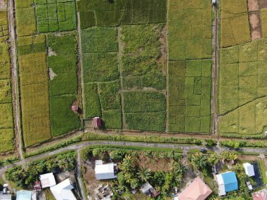 Kuching, Sarawak / Malezya - 11 Şubat 2020: Çiftçilerin çalıştığı bir çeltik tarlasının yukarıdan aşağı havadan görünüşü. Skuduk Köyü, Sarawak, Malezya. Bir çeltik tarlası, kulübeler, ağaçlar ve çiftçilerin genel manzarası..